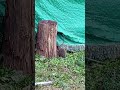 слежка за ежом #ежик #смех #интересно