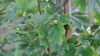 About our October Glory® Red Maple  Acer rubrum 'PNI 0268'
