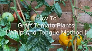 Frankenstein Tomato Plant, How To Graft Tomatoes, Grafting Tomato Plants