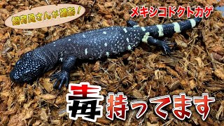 世界で２種類だけ！毒トカゲ登場！（Mexican Beaded Lizard）