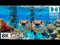 Epic Ocean Depth Creatures in 8K HDR | Dolby Vision™