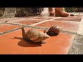 Latina Woman Crush Snails Latina Woman Crush Snails