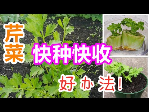 唐芹菜再生, 激活/选种/土培, 种芹菜的2种方法, 菜生菜, 蔬菜的再生 regrow celery from cutting (English Subtitle)