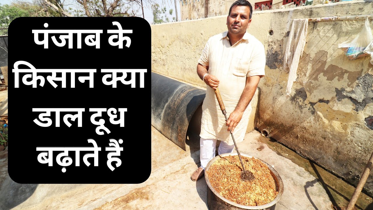 गाय भैंस का दूध बढ़ाने का फार्मूला|Diet Plan of Mahlaxmi Dairy Farm in Punjab India