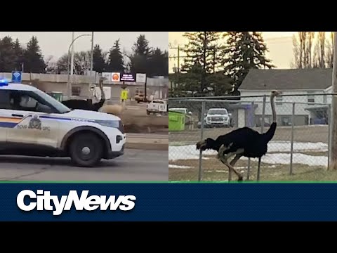 Taber, Alberta police chase down 20 escaped ostriches