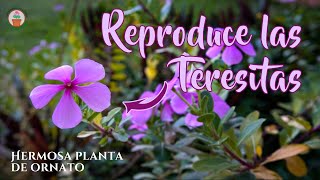 Teresitas. Una planta ornamental de fácil reproducción