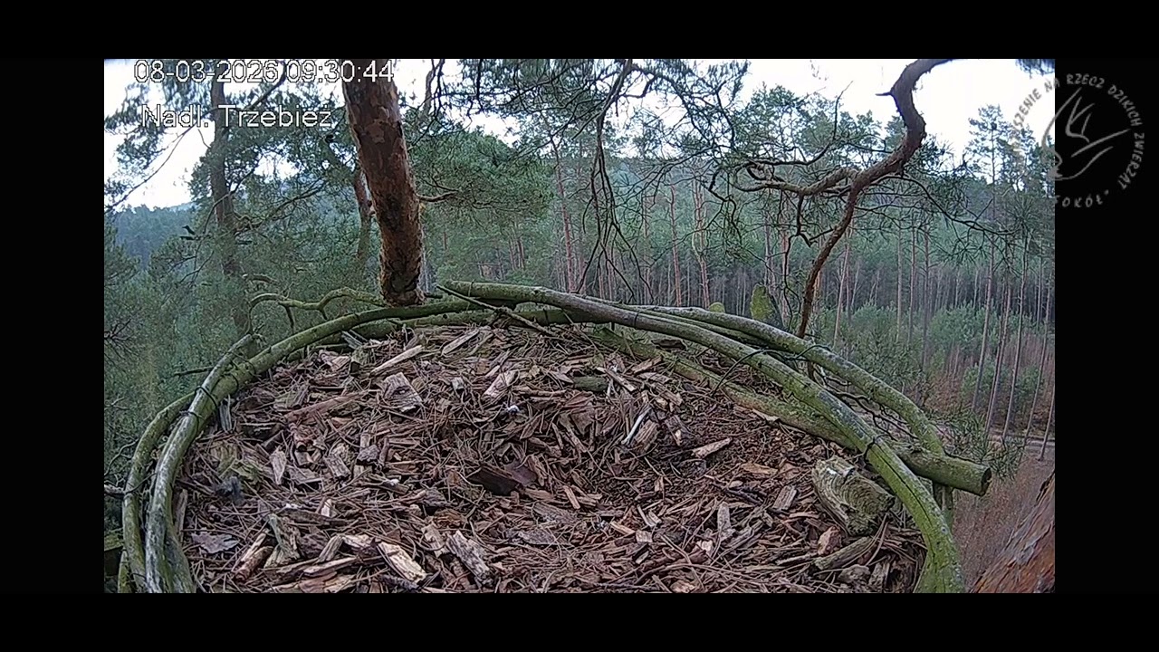 Trzebież 08.03.2026