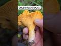 Golden Chanterelles #mushrooms #mushroom #foraging #nature #harvest #shorts #hiking #explore