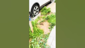 Let me tell you surprisings things|#israel #surprise |#plants #lake |#best