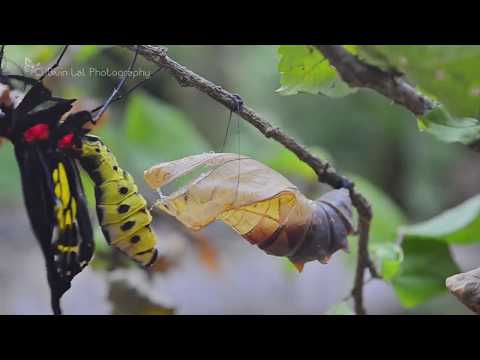 Video: Sequenziamento Genomico Del Nucleopolisedrovirus Di Troides Aeacus (TraeNPV) Da Larve Di Birdwing Dorate (Troides Aeacus Formosanus) Per Rivelare Le Caratteristiche Genomiche NPV D