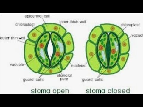 stomata close