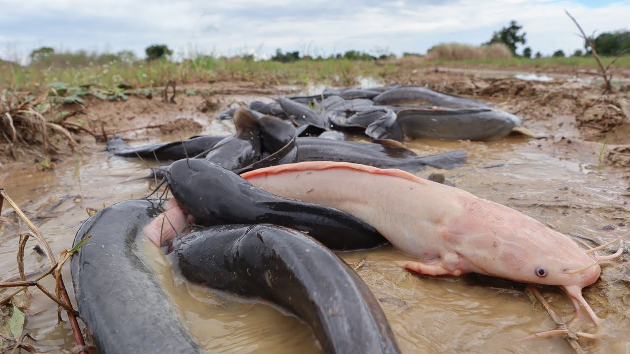 Unbelievable Catch: Big Catfish Found in Muddy Rice Field After the Rain… Catfish Everywhere!