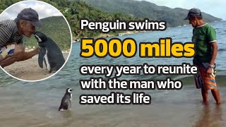 Penguin swims 5000 miles every year to reunite with the man who saved its life