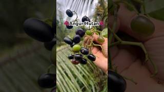 Angur Hutan🍇✨ #shortvideo #fypviralシ #nature