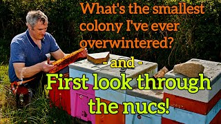 Overwintered Nucs: First Look AND The Smallest colonies I've ever overwintered! #beekeeping #bees