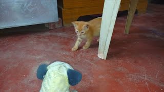 Funny Cat Playing