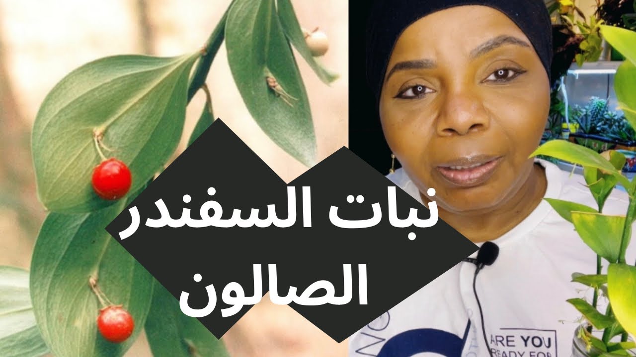 نقل النبات من ماء الى تربة 🪴