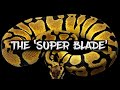 The 'Super Blade' Ball Python