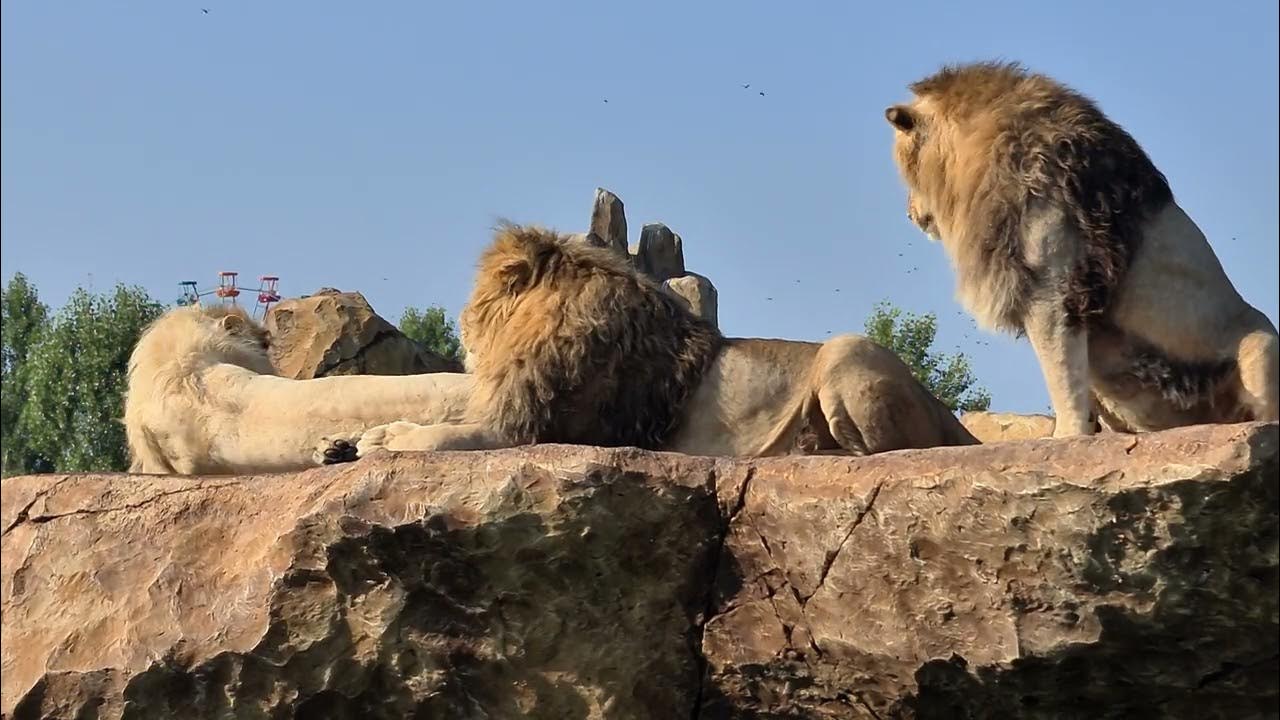 парк львов тайган. белогорск крым сафари парк тайган. парк львов белогорск парк 2020. тайган сафари парк ютуб. львы в крыму тайган.