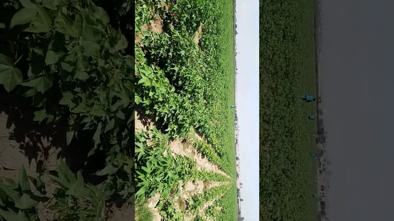 algodón Tanguis 2023(1)