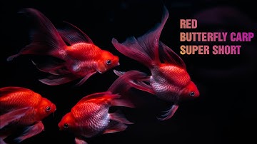 Cá chép Sư Tử Super Short MÀU ĐỎ chơi Tết | Red Lion Head Butterfly Carp Super Short