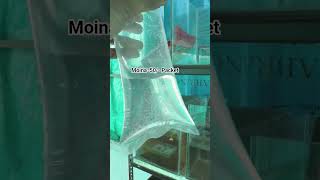 Start Moina Culture Moina Breeding