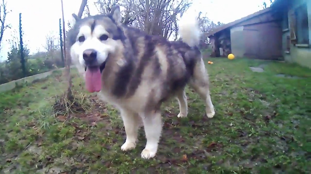 Десять секунд на Jangodrome (rushes)