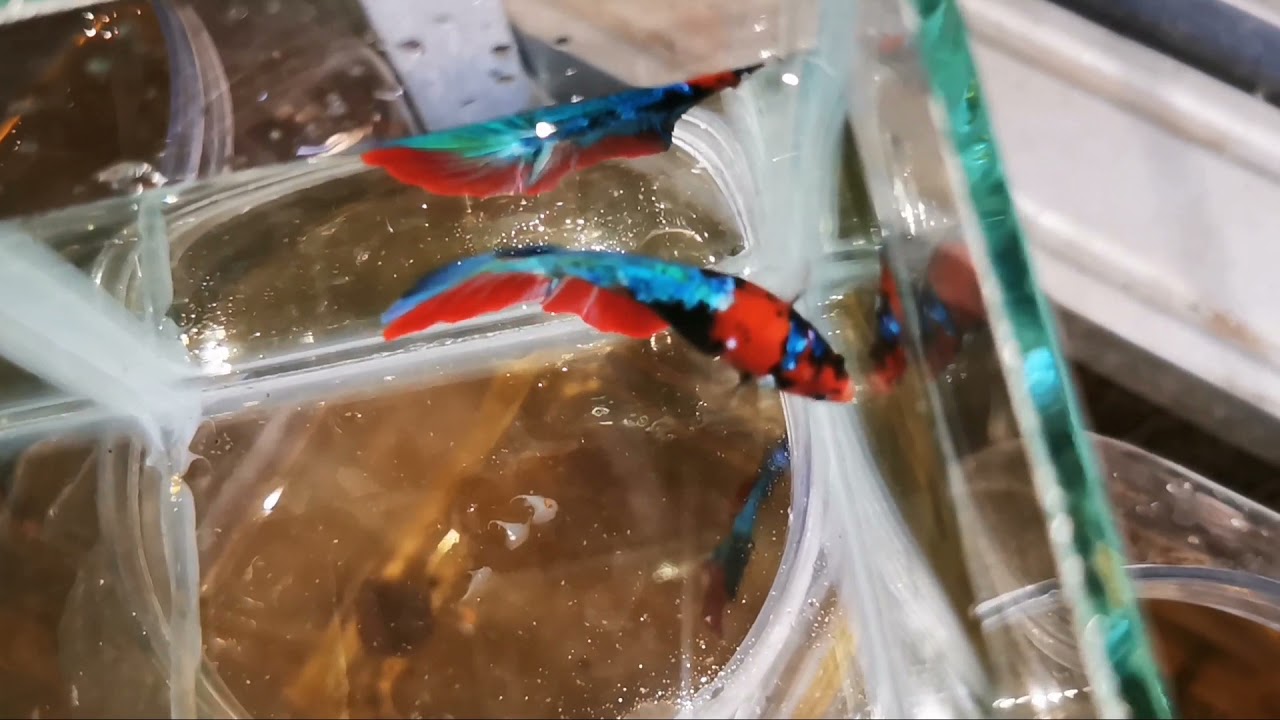 Breeding Monster Halfmoon Multicollor Full Progres 2022