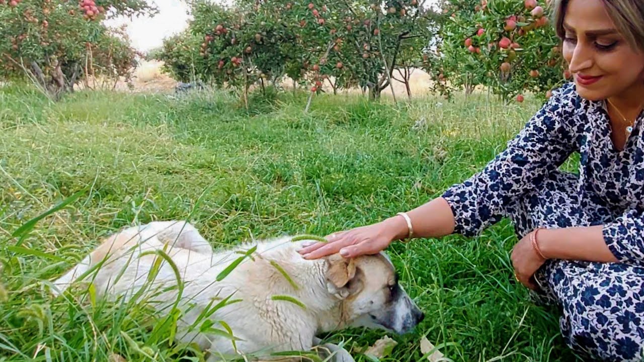Традиционный хлеб лаваш: выпечка хлеба в бочке на дровах
