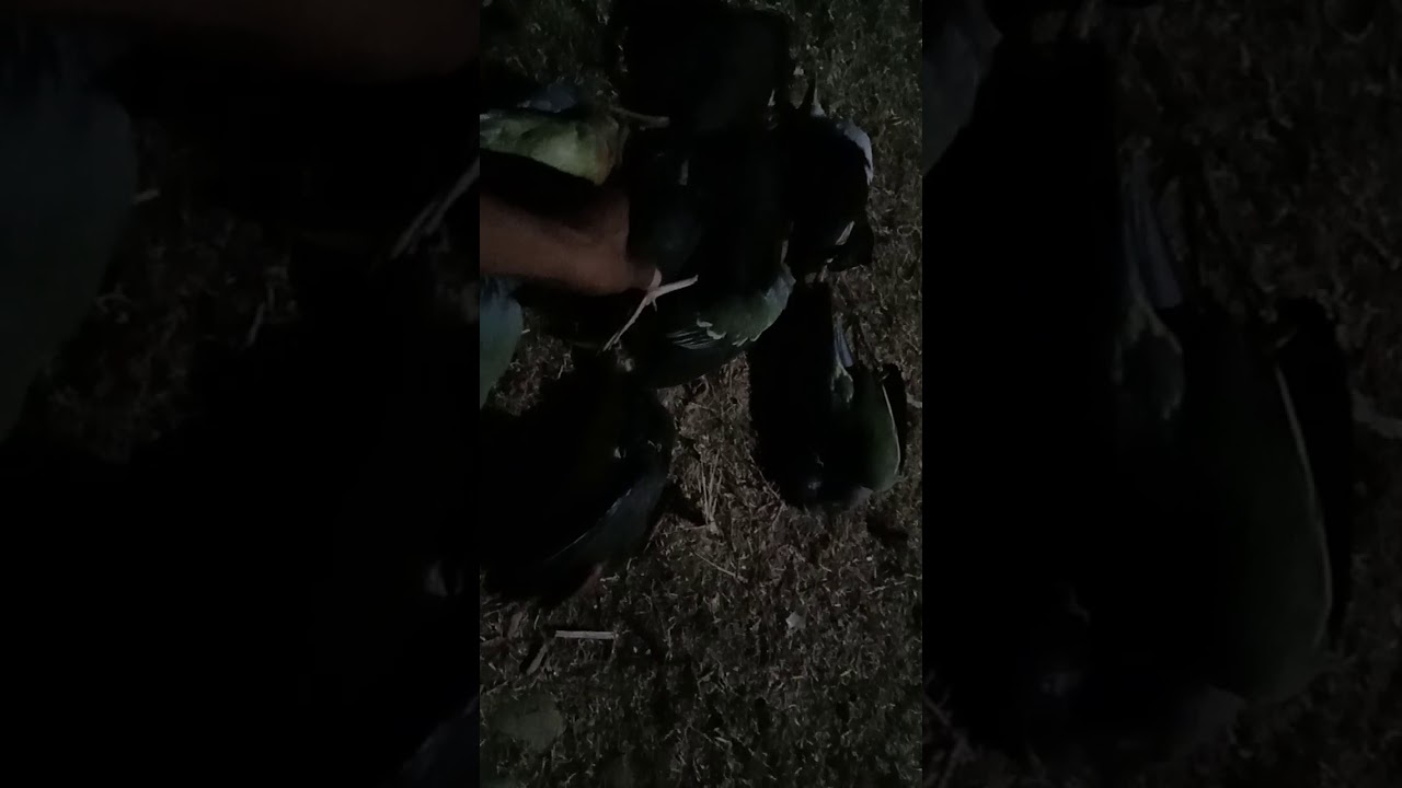Berburu burung di malam hari. 