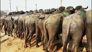 757। Show quality। Best buffalo video। Buffalo market price update 2019