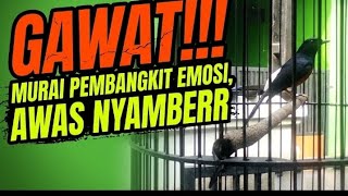 Pancingan Murai Batu fighter , Pas untuk harian murai kesayangan