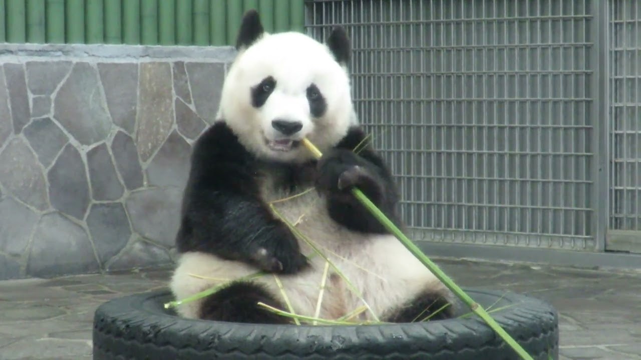 LifeVantage パンダ July 10, 2018 [Selection] Mealtime with a panda who keeps looking