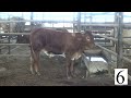 Steer 6 Weight 650 Feeder Calf