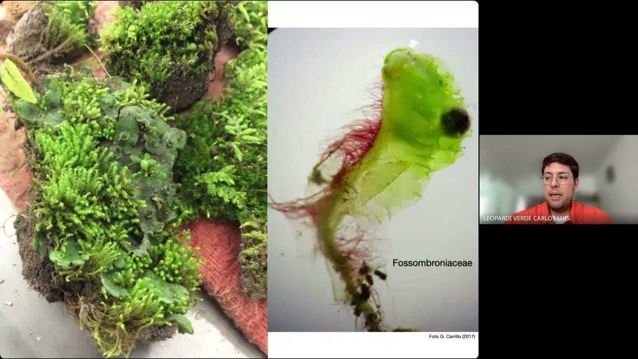 Plantae I - Origen de las plantas terrestres, inicio de Bryophyta