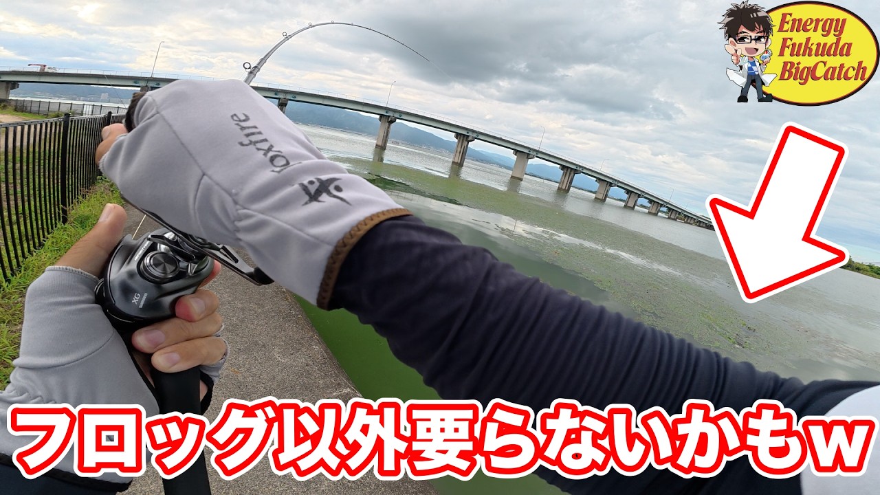 【琵琶湖バス釣り】フロッグがあれば他のルアー無くていいかもw