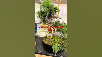 Started The Juniper Bonsai