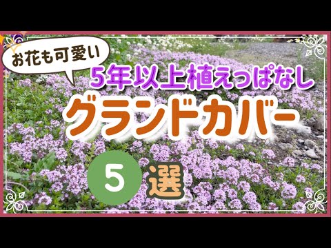 《5年以上植えっぱなし宿根草／第2弾》雑草対策だけじゃない！お花もかわいい🌸グランドカバープランツ／暖地でも安心、丈夫で初心者さんも植えやすい品種