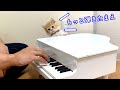 特等席でピアノを聴いてご満悦な子猫様(マンチカン)