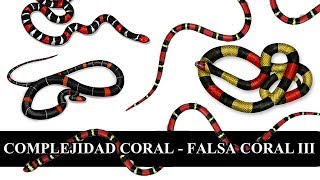 Serpientes coral y falsas coral 3/3 - LAS TEORÍAS Y NUEVOS ESTUDIOS