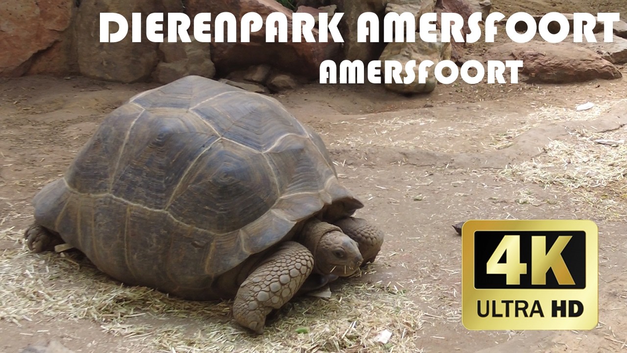 Зоопарк Амерсфорта, Амерсфорт || Лето 2024 || 4К