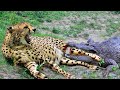 Crocodile Ambush Bite off Cheetah&#39;s Tail, Lucky Escaped Cheetah Return Destroy Crocodile For Revenge