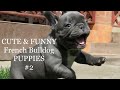 CUTE & FUNNY French bulldog PUPPIES Fails Compilation#2 TRY NOT TO LAUGH Французский бульдог приколы