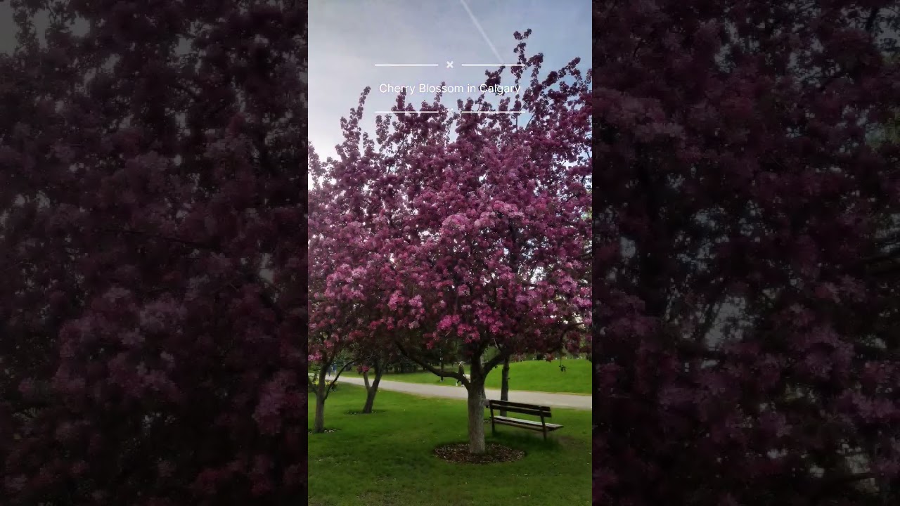 Cherry Blossom in Calgary 