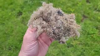 Rodent damage to lawn mower, how to inspect for cleaning lawn mower engine.