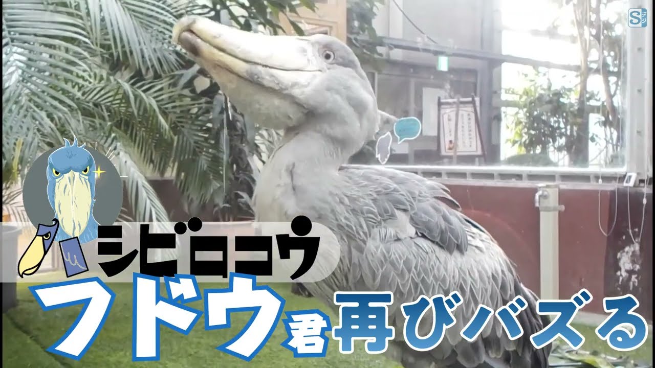 水がぶ飲みでバズる！ ハシビロコウの「フドウ君」 - YouTube