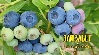 видео: 🫐поздний сорт голубики ЭЛИЗАБЕТ❤️ засушенные кусты воскресли😁 картинка: 🫐поздний сорт голубики ЭЛИЗАБЕТ❤️ засушенные кусты воскресли😁