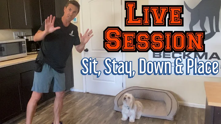 Watch me train not jumping and basic obedience beh...