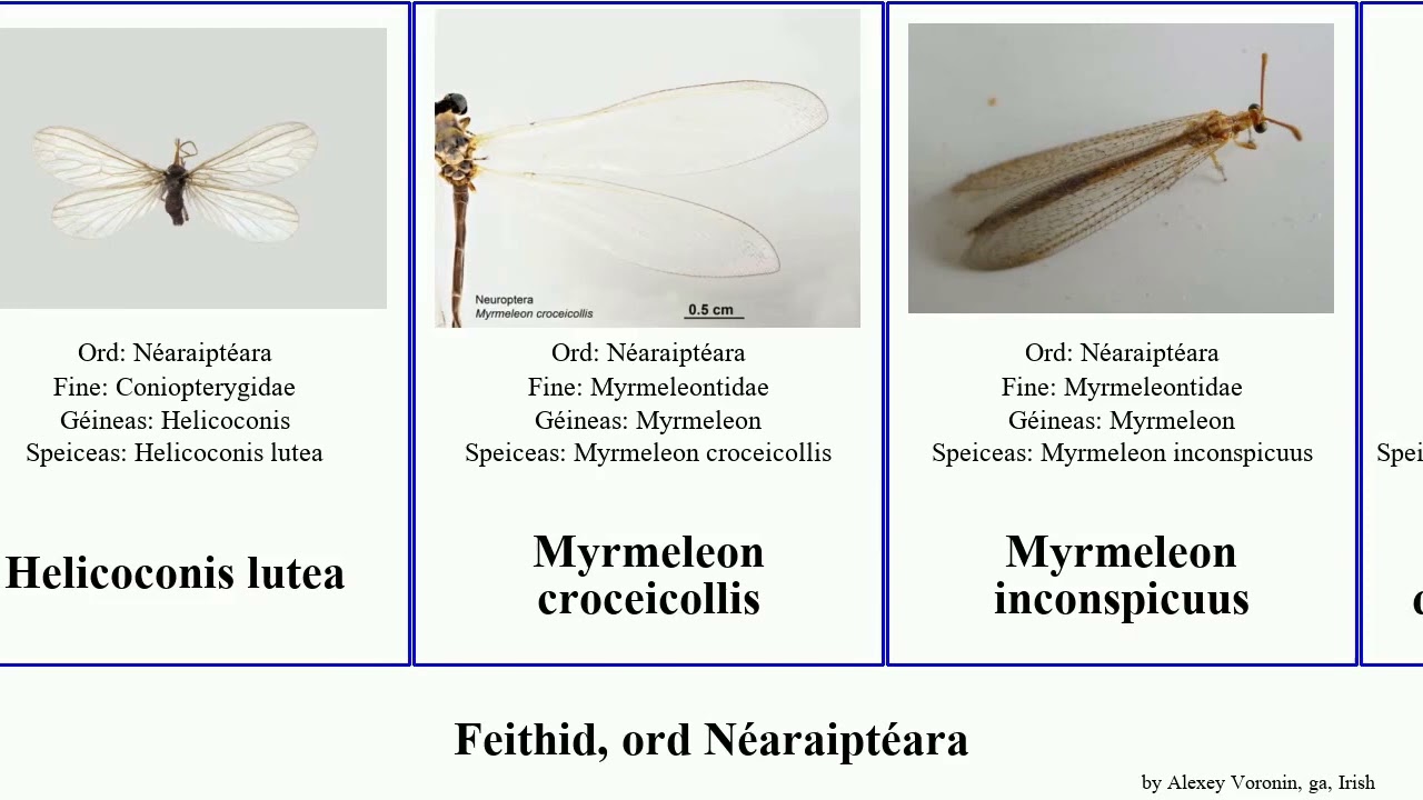 Feithid, ord Néaraiptéara myrmeleon acer insect bore gracilis lutea ciliata Ankylopteryx detrita