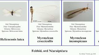 Feithid, Ord Néaraiptéara Myrmeleon Acer Insect Bore Gracilis Lutea Ciliata Ankylopteryx Detrita